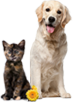 Cat & Dog